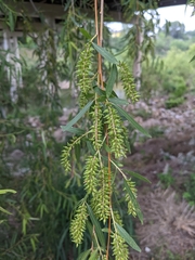 Black willow (Salix nigra)