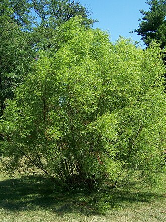 Black willow: Black Willow, Salix nigra . Morton Arboretum accession 180-88-3. This specimen has been vetted by a certified arborist at the arboreum.