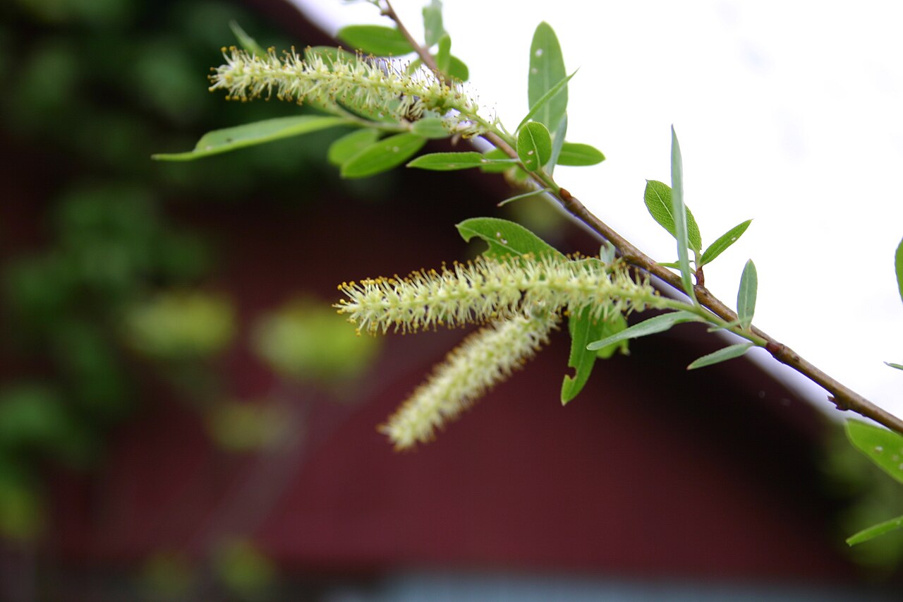 Black willow: Salix nigra catkins