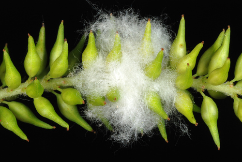 Black willow (Salix nigra)