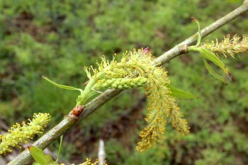 Black willow (Salix nigra)