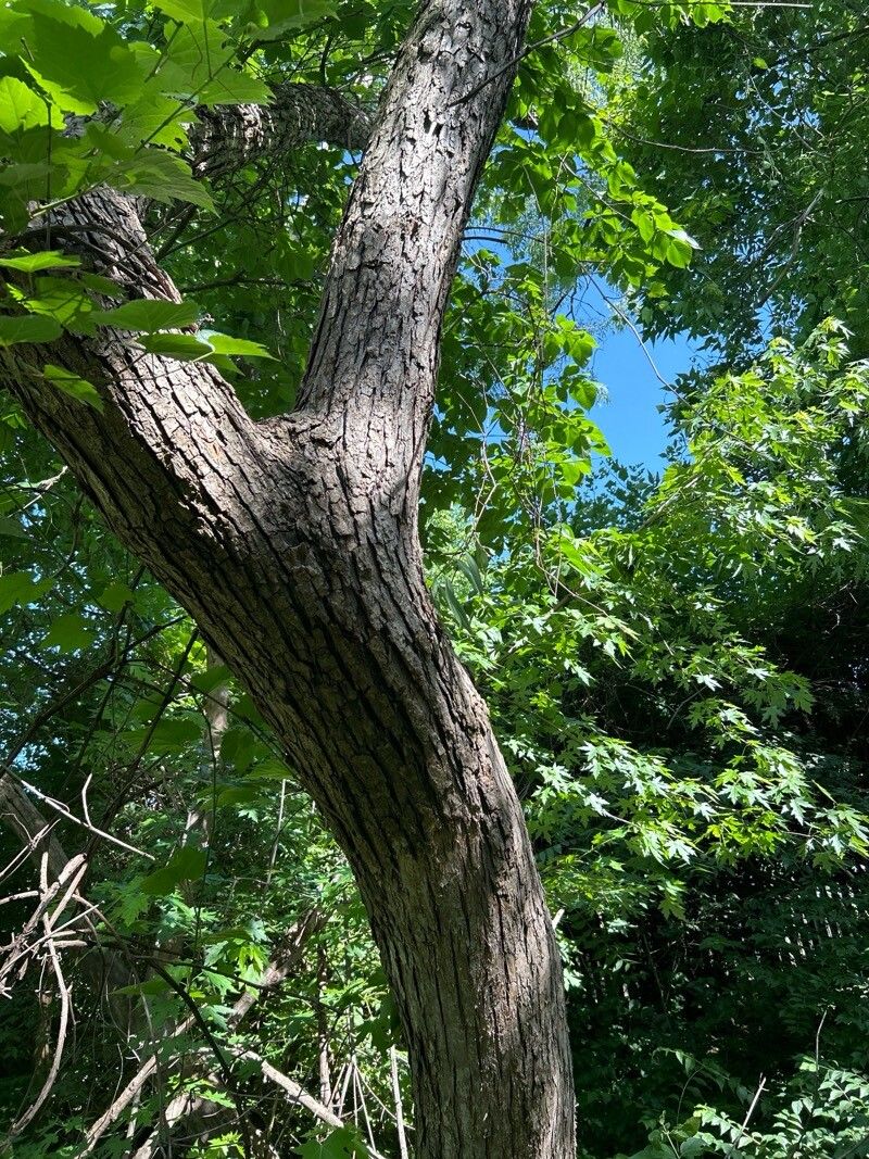 Black willow (Salix nigra)