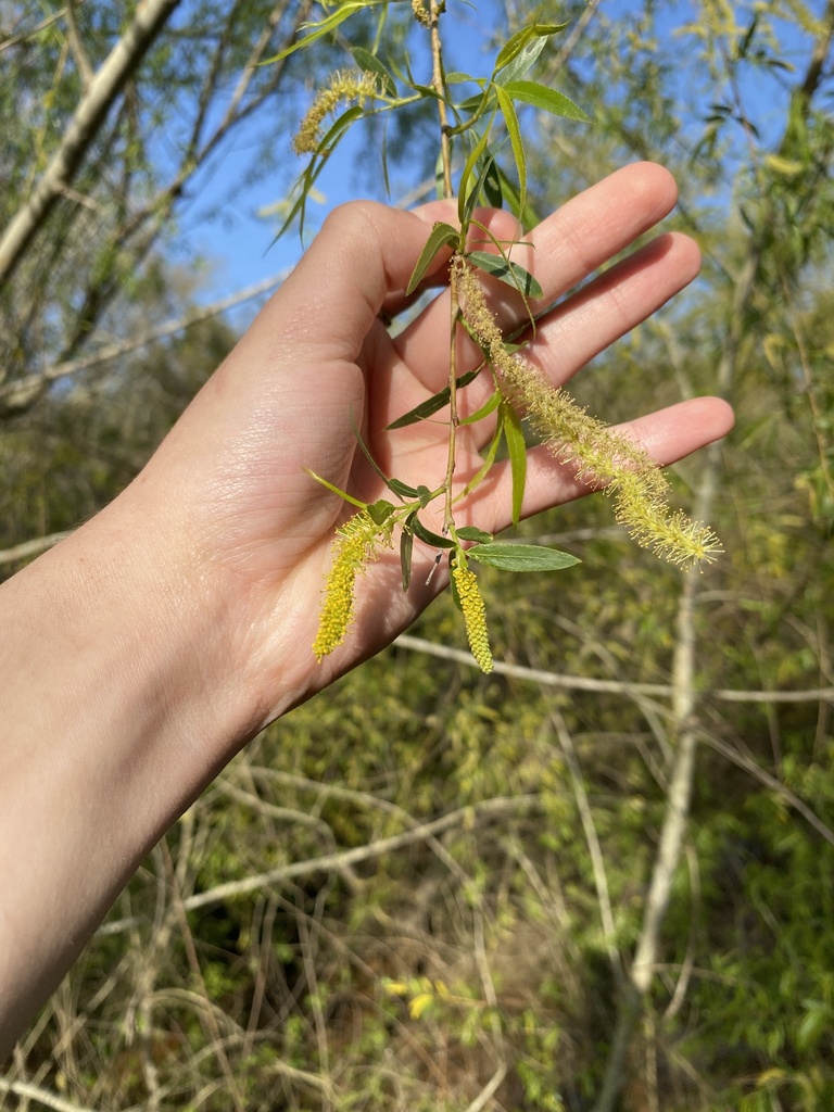 Black willow (Salix nigra)