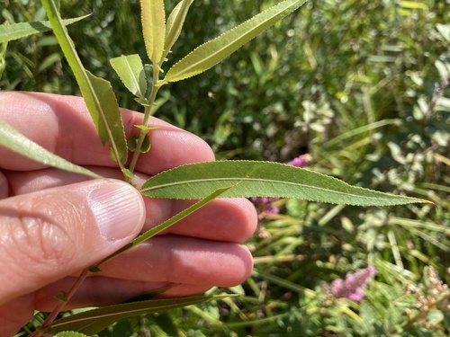 Black willow (Salix nigra)