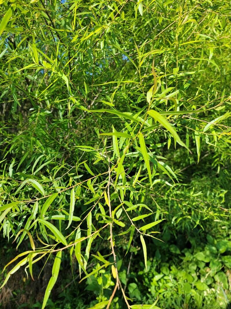 Black willow (Salix nigra)