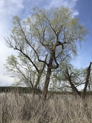 Black willow (Salix nigra)
