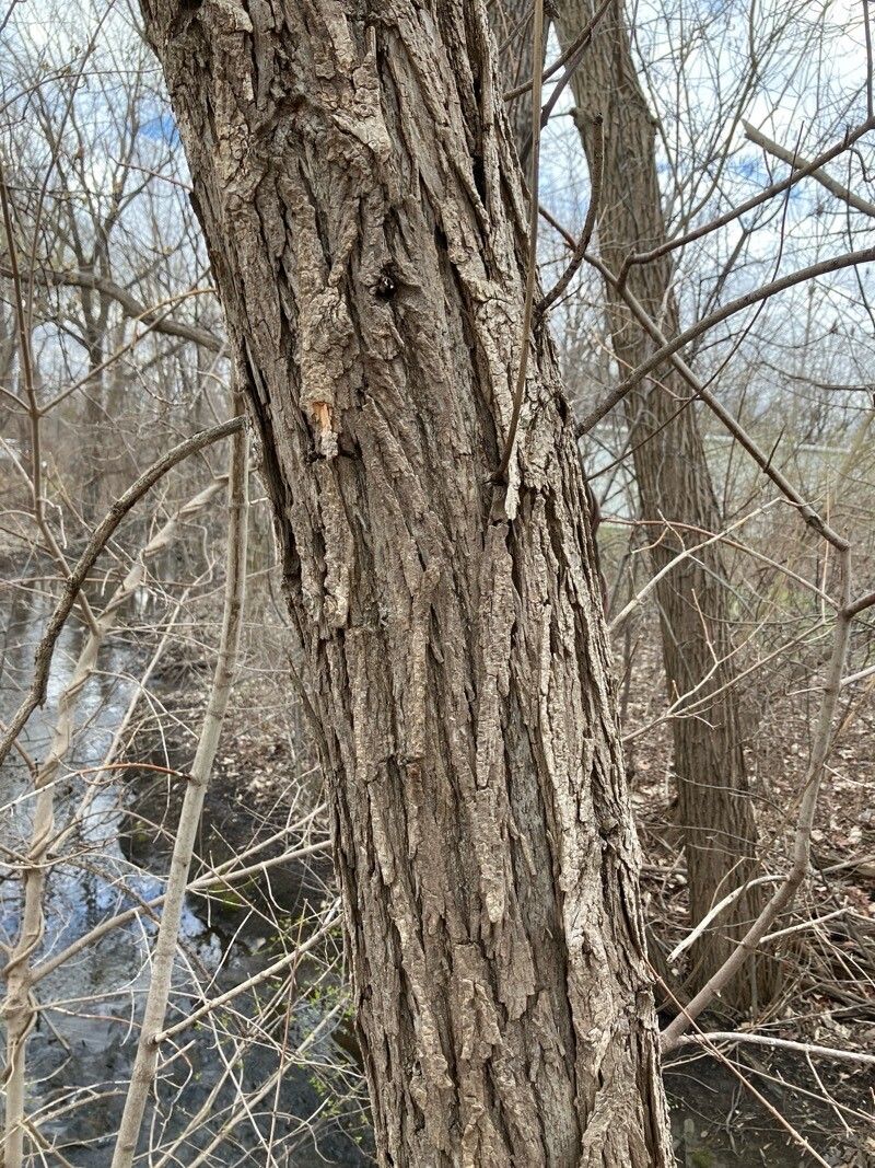 Black willow (Salix nigra)