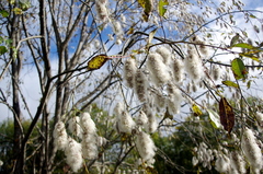 Bay willow (Salix pentandra)
