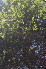 Bay willow (Salix pentandra)