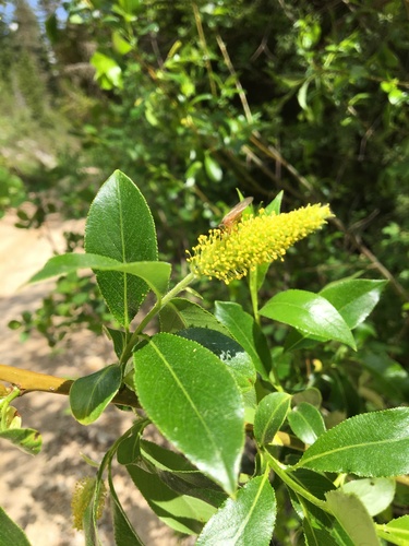 Bay willow (Salix pentandra)