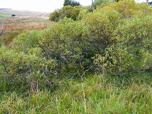 Bay willow: Bay Willow Salix pentandra growing wild, Kielder, Northumberland, England