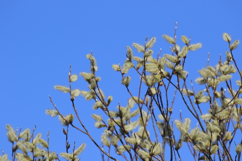 Bay willow (Salix pentandra)