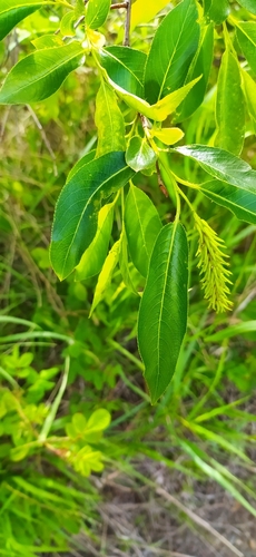 Bay willow (Salix pentandra)