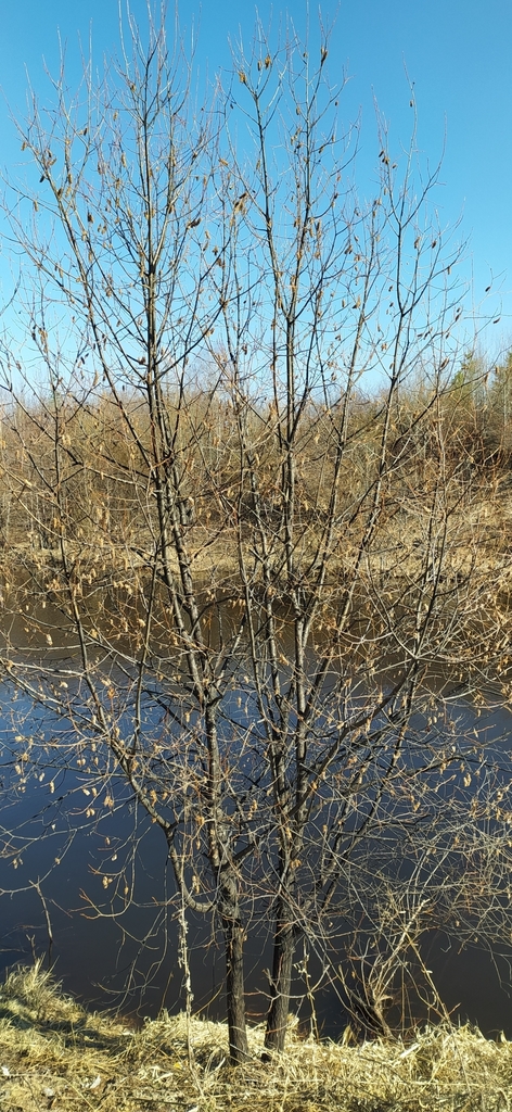 Bay willow (Salix pentandra)