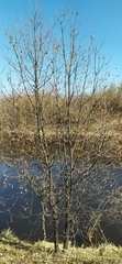 Bay willow (Salix pentandra)