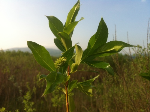 Bay willow (Salix pentandra)