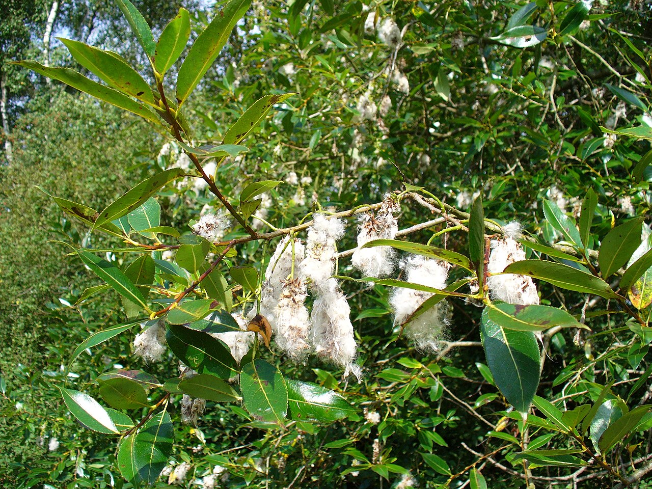 Bay willow: Lorbeer-Weide