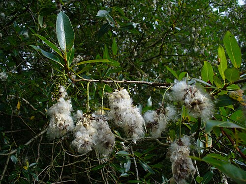 Bay willow: Lorbeer-Weide