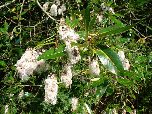 Bay willow: Lorbeer-Weide