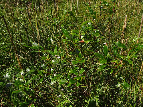 Bay willow: Bay willow