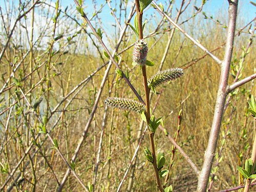 Purple willow: Purple Willow (Salix purpurea), female catkins, Location: Lahntal-Goßfelden, Hesse, Germany