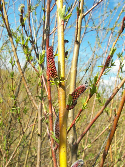 Purple willow: Purple Willow (Salix purpurea), male catkins, Location: Lahntal-Goßfelden, Hesse, Germany