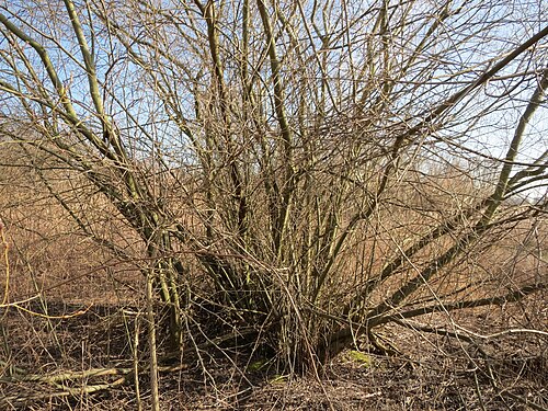 Purple willow: Purpur-Weide ( Salix purpurea ) am Erlichsee bei Oberhausen-Rheinhausen