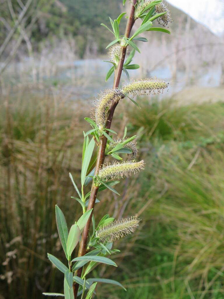 Purple willow (Salix purpurea)