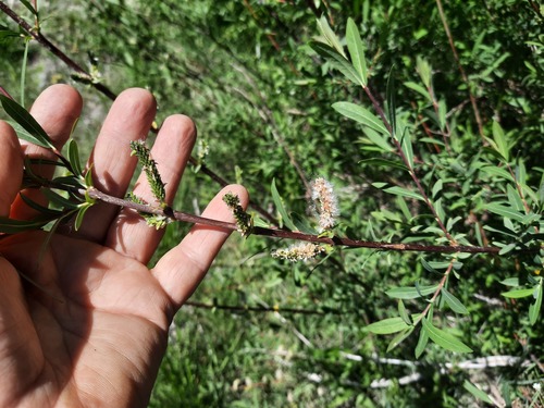 Purple willow (Salix purpurea)
