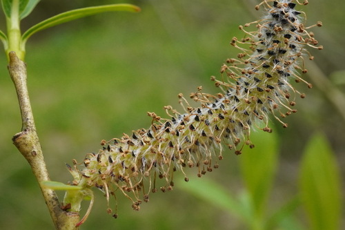 Purple willow (Salix purpurea)
