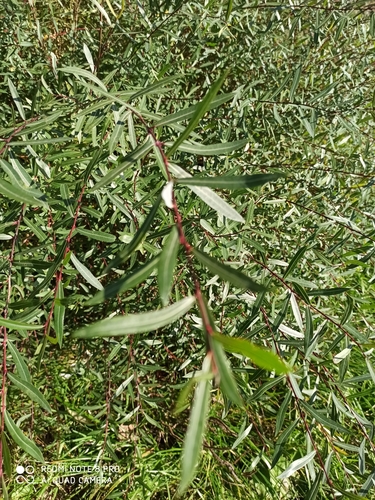 Purple willow (Salix purpurea)