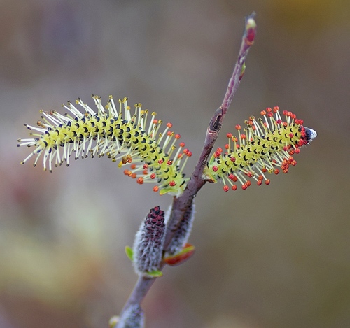 Purple willow (Salix purpurea)