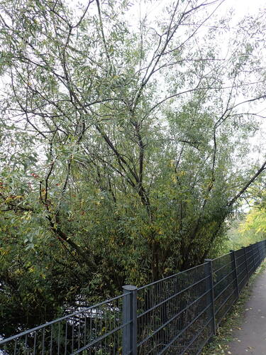 Purple willow (Salix purpurea)