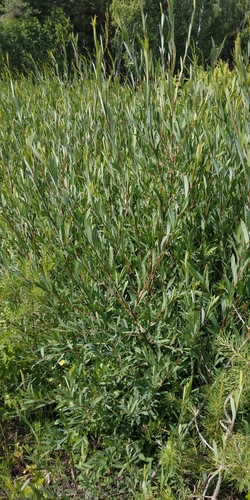 Purple willow (Salix purpurea)