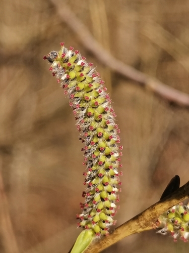 Purple willow (Salix purpurea)