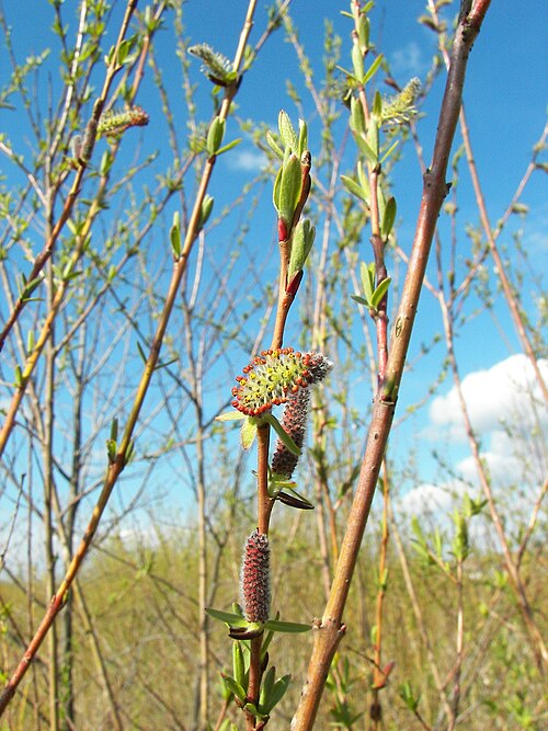 Purple willow: Purple Willow (Salix purpurea), male catkins, Location: Lahntal-Goßfelden, Hesse, Germany