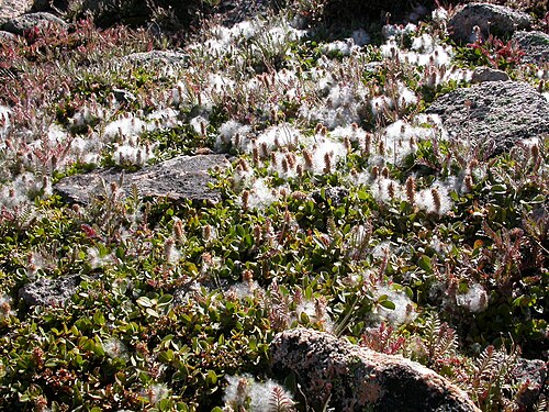 Netleaf willow: The matted growth form and the leaves that are rounded distally and with conspicuously reticulate venation is characteristic of this species.