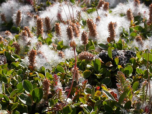 Netleaf willow: The matted growth form and the leaves that are rounded distally and with conspicuously reticulate venation is characteristic of this species.