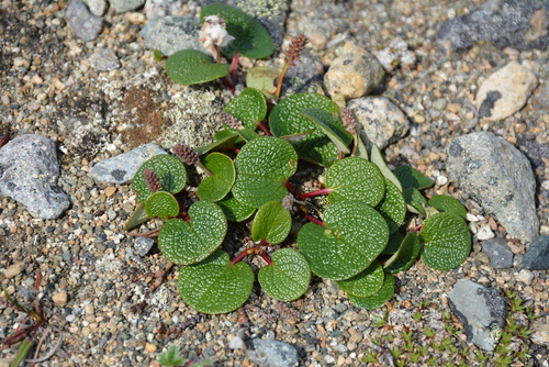 Netleaf willow (Salix reticulata)