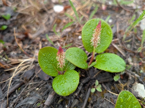 Netleaf willow (Salix reticulata)