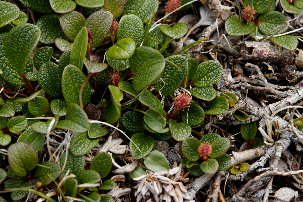 Netleaf willow (Salix reticulata)
