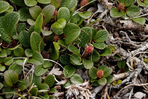 Netleaf willow (Salix reticulata)