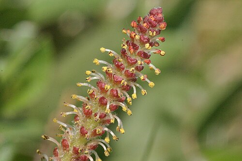 Netleaf willow: Salix reticulata