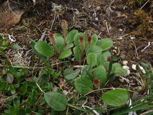 Netleaf willow (Salix reticulata)