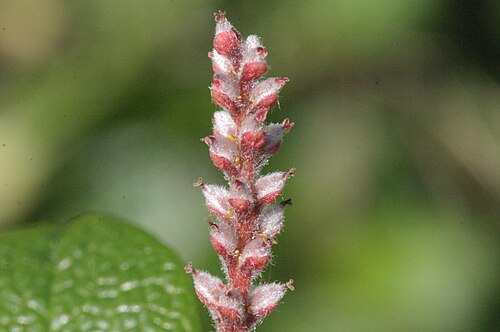 Netleaf willow: Salix reticulata