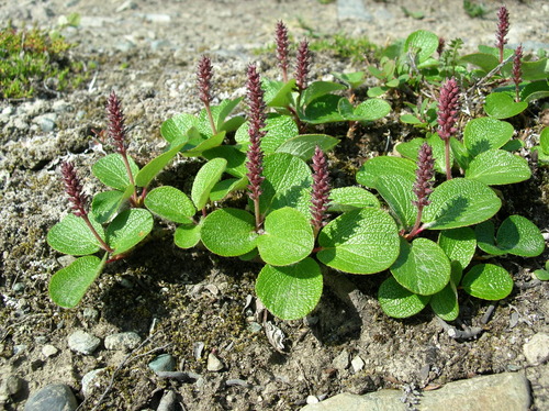 Netleaf willow (Salix reticulata)