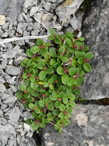 Netleaf willow (Salix reticulata)