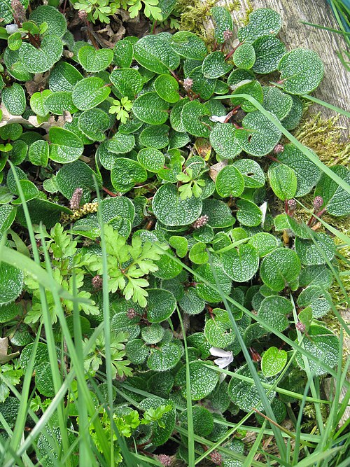 Netleaf willow: Salix reticulata
