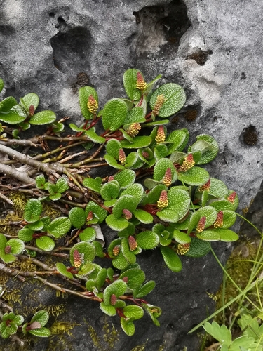 Netleaf willow (Salix reticulata)