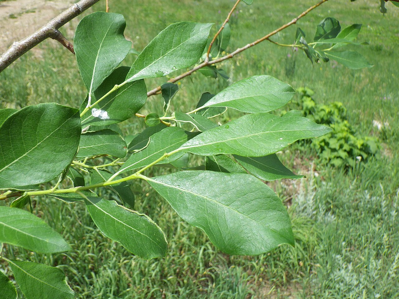 Scouler's willow: The leaves of Salix scouleriana are very similar to those of Salix bebbiana (e.g., whitish reticulate-veined undersurfaces) except for the obovate or oblanceola